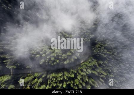 Vue de dessus d'une forêt verte de conifères avec brouillard matinal et chemin de terre. Banque D'Images