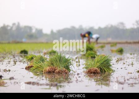 Les agriculteurs bangladais plantent du paddy dans les champs. Banque D'Images