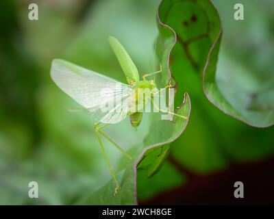 Un katydide méditerranéen (Phaneroptera nana) assis sur une feuille verte, journée ensoleillée en été, Vienne (Autriche) Banque D'Images