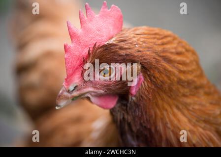 Une photo en gros plan de la tête d'un poulet de sauvetage Banque D'Images