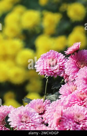 de belles et colorées fleurs de chrysanthème fleurissent dans le jardin au printemps, fleurs de saison de l'inde Banque D'Images