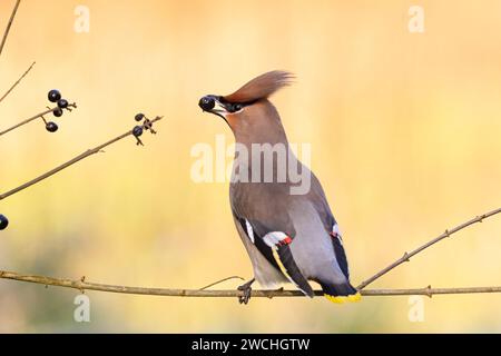 Cire de Bohème, Bombycilla garrulus, mangeant des baies d'un arbre. Sussex, Royaume-Uni Banque D'Images