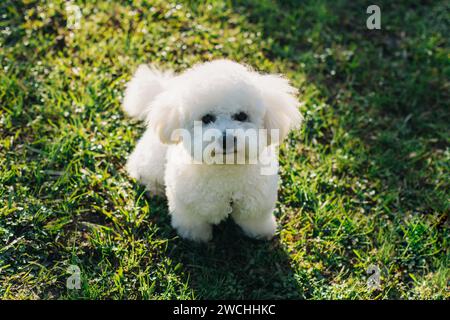 Mignon chiot Bichon Frise sur une herbe verte marchant dans un parc. Portrait d'un chiot. Banque D'Images