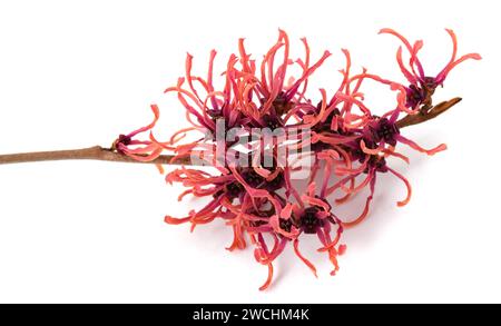 Fleurs de noisette de sorcière isolées sur fond blanc Banque D'Images