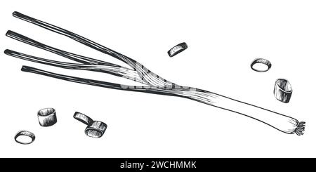 Les oignons verts mentent. Illustration vectorielle dessinée à la main dans le style de gravure. Dessin détaillé des herbes de cuisine entières et en morceaux. Produit du marché fermier. Illustration de Vecteur
