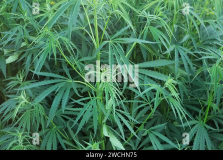 Gros plan des arbustes de chanvre vert. Des buissons de cannabis et de marijuana. Banque D'Images