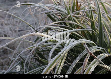 Hiver Frozen nature Lombardie Italie. Concentrez-vous sur le premier étage. Banque D'Images