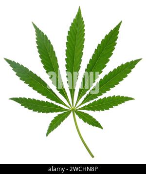 Feuille de Cannabis isolé sur fond blanc Banque D'Images