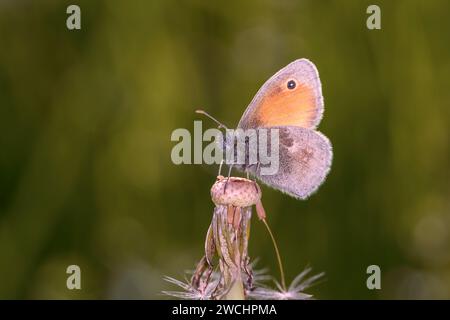 La petite lande (Coenonympha pamphilus) est une espèce de papillons appartenant à la famille des Nymphalidae Banque D'Images