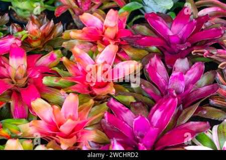 Bromelia plante multicolore avec des feuilles colorées. Champ de plantes plantées texture fond naturel Banque D'Images