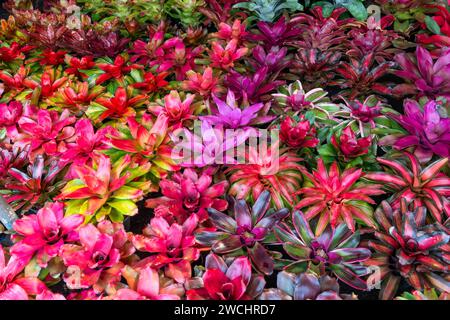 Bromelia plante multicolore avec des feuilles colorées. Champ de plantes plantées texture fond naturel Banque D'Images