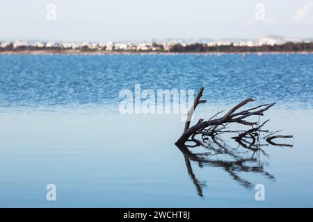 Arbres secs submergés dans le lac. Les branches sans feuilles se reflètent dans le calme de l'eau sur le lac salé bleu de Chypre dans la ville de Banque D'Images