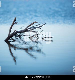 Arbres secs submergés dans le lac. Les branches sans feuilles se reflètent dans le calme de l'eau sur le lac salé bleu de Chypre dans la ville de Lar Banque D'Images