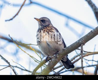 Fieldfare (Turdus pilaris) perché dans un arbre Perthshire, Écosse. Banque D'Images