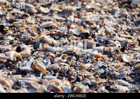 Texture des galets, coquillages, fragments de coquillages et algues sur la plage ; les particules composant une plage sont faites de roche, de sable, de gravier, de coquillages, d'algues. Banque D'Images