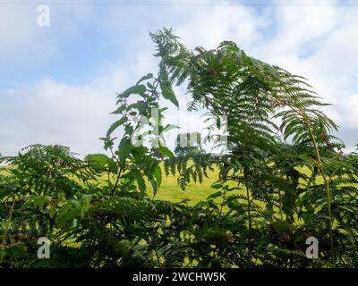 Longue ortie et une fougère poussant ensemble pour faire un cadre naturel pour l'arbre dans le champ, entouré par le ciel bleu et les nuages blancs. Banque D'Images