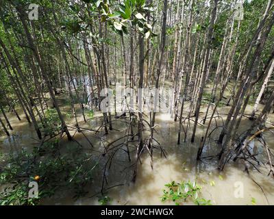 Mangrove à Tanjung Piai, Malaisie Banque D'Images