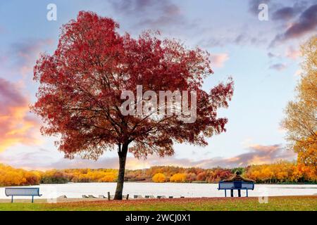 Arbre d'automne sur la rive du lac et homme assis sur un banc au coucher du soleil Banque D'Images