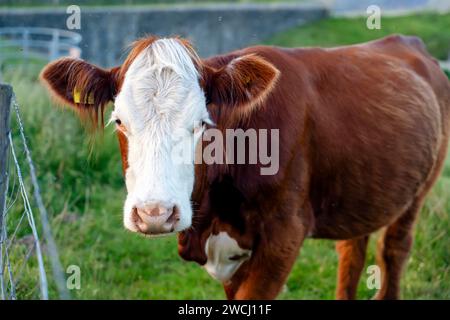 Gros plan du visage de vache paissant sur la prairie verte au coucher du soleil dans le Yorkshire Banque D'Images