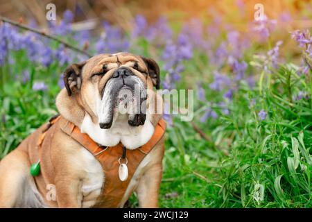 Chien rouge anglais britannique Bulldog regardant vers le haut, léchant sa langue et assis dans les cloches le printemps chaud jour ensoleillé Banque D'Images