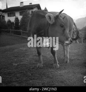 Années 1950, historique, en hauteur, une vache avec cloche en acier autour de son cou, alpes suisses. Caractéristique distinctive de la région alpine, les cloches sont attachées aux vaches, pour aider les agriculteurs à localiser leurs animaux dans les pâturages des hautes terres. Banque D'Images