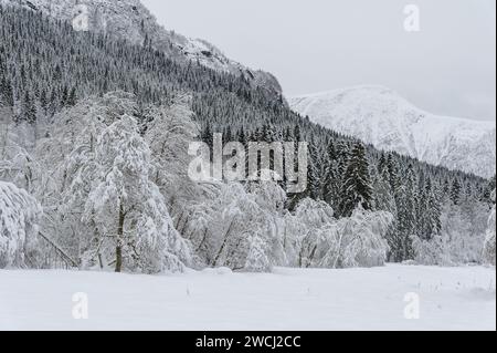 Un paysage serein capture la tranquillité d'une forêt et d'une chaîne de montagnes recouvertes de neige fraîche et intacte. Banque D'Images