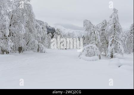L'épaisse couverture de neige fraîche enveloppe la forêt, pliant les arbres sous son poids avec un fond de montagne à peine visible à travers la brume. Banque D'Images