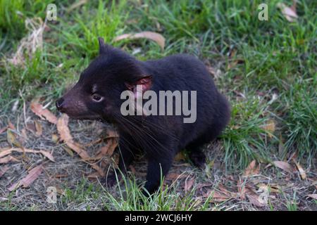 Le diable de Tasmanie est assis dans l'herbe en Tasmanie, en Australie. Il se méfie Banque D'Images