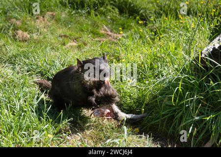 Diable de Tasmanie tirant sur la jambe d'un kangourou tenu au sanctuaire Natureworld de la côte est à Bicheno Banque D'Images