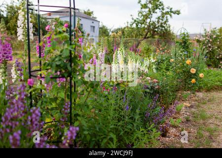 Bordure rose. Fleurs fleuries dans le jardin d'été au coucher du soleil. Rose, violet, blanc, salvia et lavande. Mary anglaise s'est élevée en fleur Banque D'Images