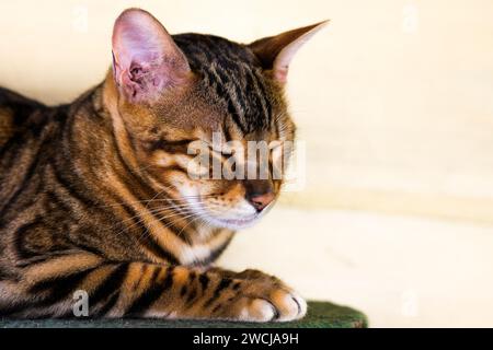 beau chat bengal reposant avec fond flou. Banque D'Images