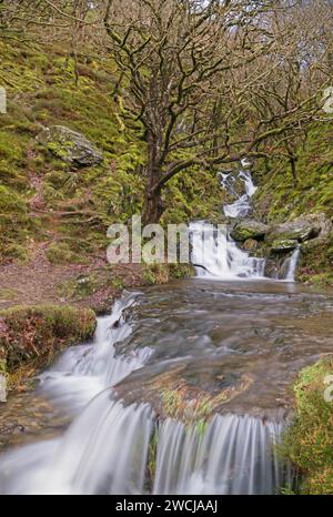 Une cascade sans nom qui se jette dans le réservoir Caban Coch, Elan Valley Wales UK. Janvier 2024 Banque D'Images