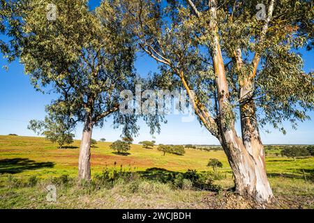 Beau paysage de l'Alentejo et célèbre route nationale N2, Almodovar, Portugal Banque D'Images