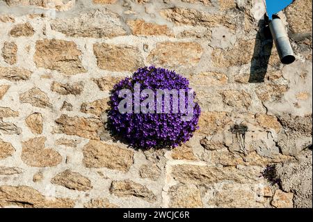 Fleurs de violette 'Cascade Blue' sur un mur de pierre de nature Banque D'Images