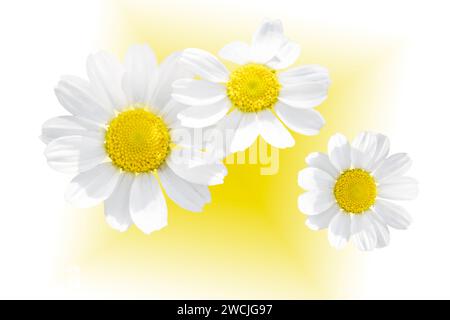 marguerites isolées sur fond blanc jaune Banque D'Images