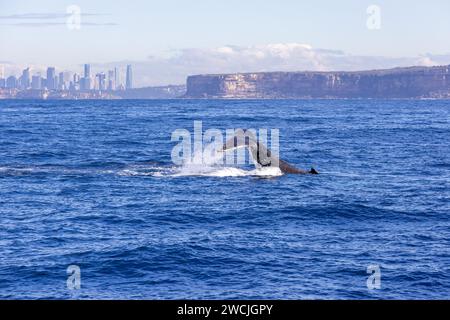 Observation des baleines Nouvelle-Galles du Sud, Australie. Migration des baleines à bosse le long de la côte est de l'Australie. Croisière d'observation des baleines. Banque D'Images