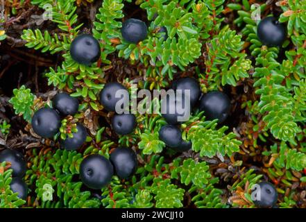 Crowberry (Empetrum nigrum) pousse sur la lande côtière de la réserve naturelle nationale de Loch Fleet, Sutherland, Écosse, juillet 2002 Banque D'Images