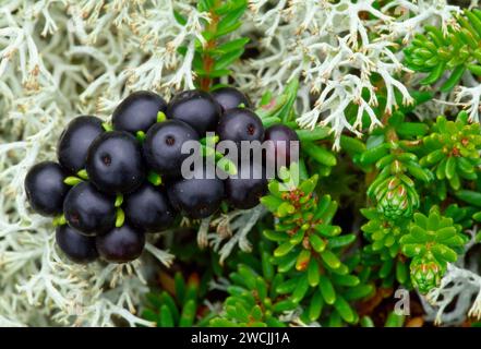 Crowberry (Empetrum nigrum) et Lichen Growing on Coast Heath, Loch Fleet National nature Reserve, Sutherland, Écosse, juillet 2002 Banque D'Images