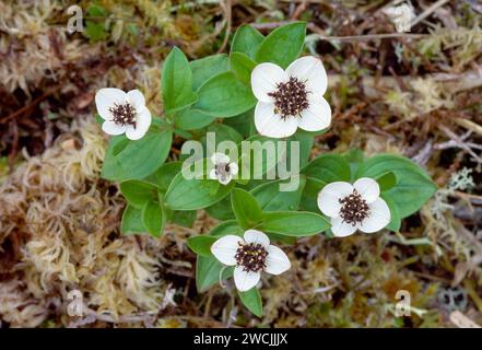 Cornel nain (Cornus suecica) en fleur Beinn Eighe National nature Reserve, Wester Ross, Écosse, juin 2001 Banque D'Images