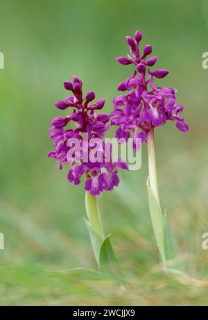 Orchidée pourpre précoce (Orchis mascula) photographiée au niveau du sol poussant dans les prairies de la réserve naturelle nationale de St Abbs Head, Berwickshire, Écosse Banque D'Images