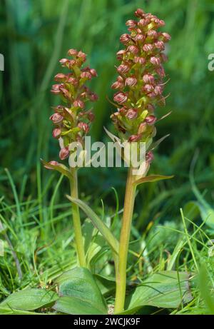 Orchidée de grenouille (Dactylorhiza viridis) fleurs de pointes de plantes poussant sur les prairies côtières machair de la réserve naturelle RSPB de Balranald, North Uist Banque D'Images