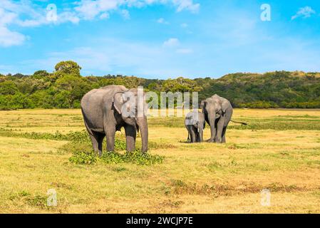 Famille d'éléphants au Sri Lanka. Bébé, mère et père. Beaux animaux asiatiques mangeant de l'herbe. Tourisme animalier et voyage safari à Kaudulla. Banque D'Images