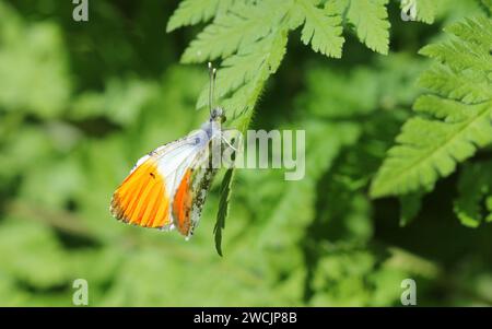 Le papillon Orange Tip reposant au soleil Banque D'Images