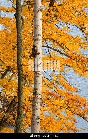 Le lac le long des arbres, Hunt Hill, Wisconsin sanctuaire Audubon Banque D'Images