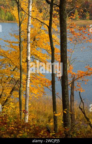 Le lac le long des arbres, Hunt Hill, Wisconsin sanctuaire Audubon Banque D'Images