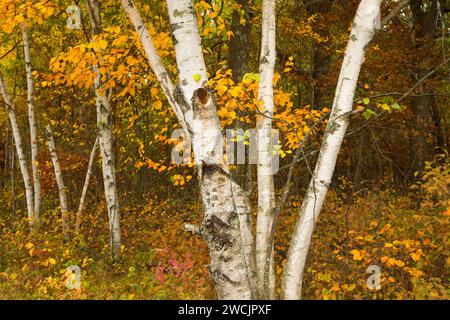 Le bouleau, Crex Meadows de faune, au Wisconsin Banque D'Images