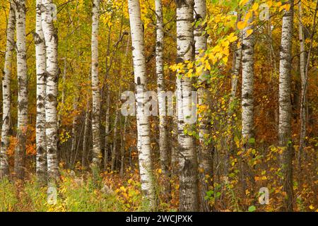 Le bouleau, Crex Meadows de faune, au Wisconsin Banque D'Images