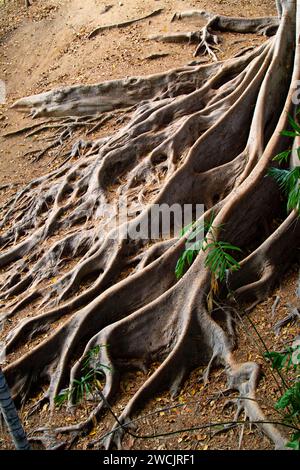 Vastes racines d'arbre sur le sol de la forêt dans un cadre naturel Banque D'Images