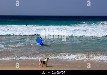 Chien d'observation Surfers, Playa Piedra surf Beach, El Cotillo, Fuerteventura, Îles Canaries, Espagne. Banque D'Images
