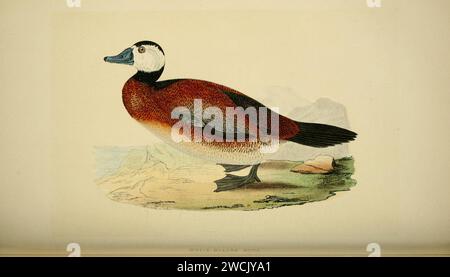 Une histoire des oiseaux d'Europe, non observée dans les îles britanniques (1862) (14563712120). Banque D'Images